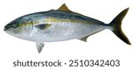 Delicious saltwater fish, wild Japanese amberjack (yellowtail, Buri, Seriola quinqueradiata) cutout, realistic illustration on white background.