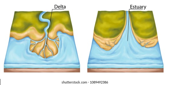 Delta, River Delta, Section Of The Coastline, Estuary, Coastal Body, River Environments And Maritime Environments, Physical Geography, Geomorphology, Geology, Landform, Watercourse