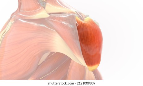 Deltoid Middle Head Muscle Anatomy 3d Illustration