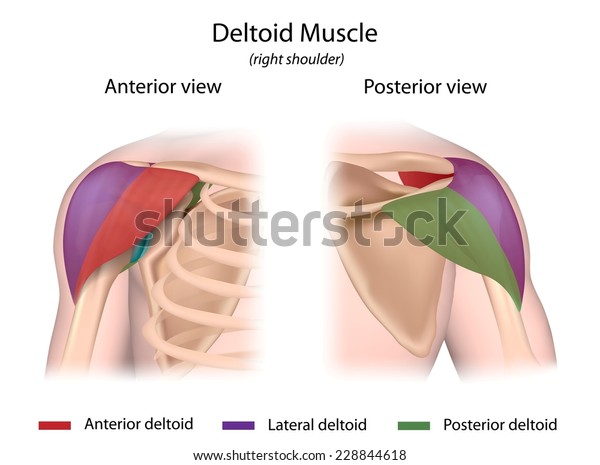 Deltoid muscle\
color coded front and back\
views.