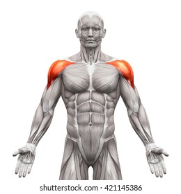 Deltoris Anterior - Anatomy Muscles isolated on white - 3D illustration