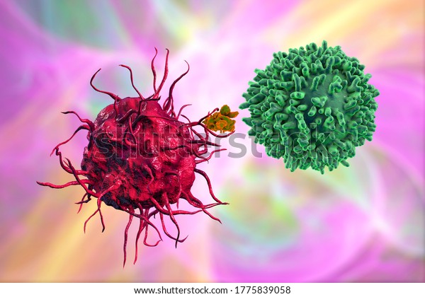 Dendritic Cell Presenting Antigen Tcell 3d Stock Illustration 1775839058