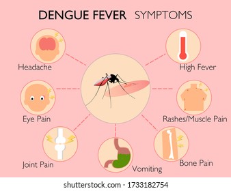 Dengue fever symptoms infographic mosquito cause dengue fever