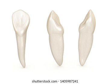 Incisors Images, Stock Photos & Vectors 