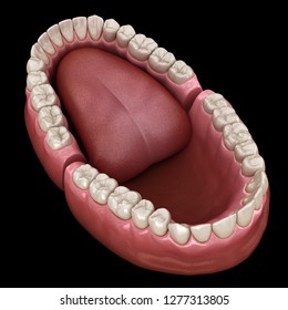 Dental Anatomy Opened Dentures Medically Accurate Stock Illustration ...