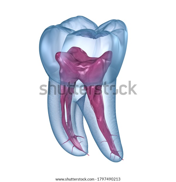 Mandibular Molar Anatomy