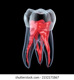 Dental Root Anatomy - First Maxillary Molar Tooth. Dental 3D Illustration