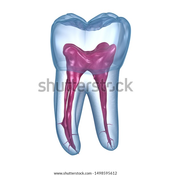 Dental Root Anatomy First Maxillary Molar Stock Illustration 1498595612