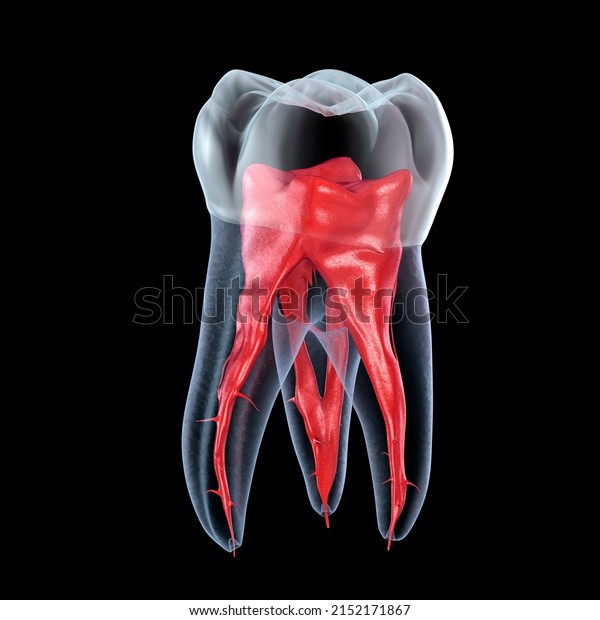 Dental root anatomy - First maxillary molar\
tooth. Dental 3D\
illustration