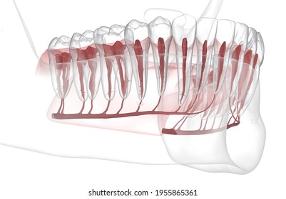 93 Pulpa dental Images, Stock Photos & Vectors | Shutterstock