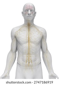 Depicted here is a 3D render of the nervous system of a male in anterior view, showing brain, spinal cord, and peripheral nerves against a white background.