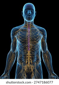 Depicted here is a 3D x-ray render of the nervous system of a male in anterior view, showing brain, spinal cord, and peripheral nerves against a black background.
