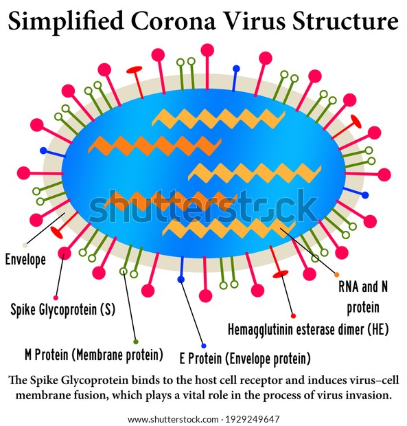 describing the\
simplified corona virus\
structure