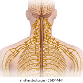Back Nerves Anatomy