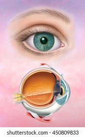 And Descriptive Schematic Illustration Of The Human Eye.