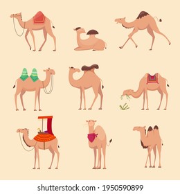Desert Camels. African Funny Animals For Travelling Across Africa Or Egypt Pictures