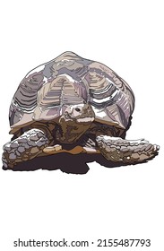 Desert Tortoise Walking Illustration On A White Background