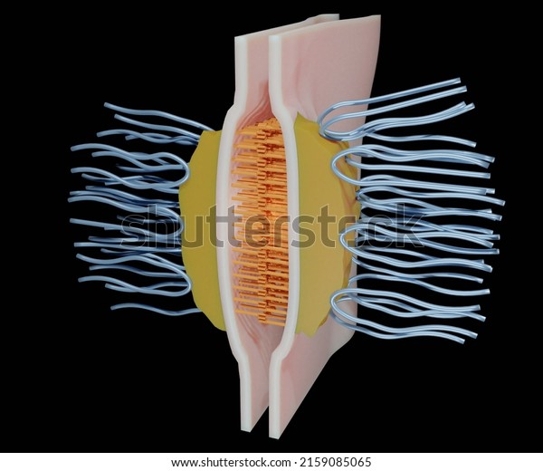 Desmosome also known\
as a macula adherent is a cell structure specialized for cell to\
cell adhesion 3d\
rendering