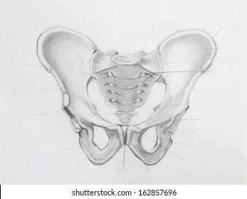 723 New Look Sketch drawing for the body cavities for Collection