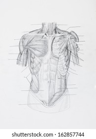 Detail of front human muscles pencil drawing on white paper