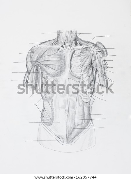 Detail Front Human Muscles Pencil Drawing Stock Illustration 162857744