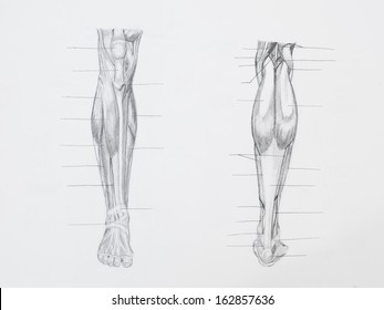 63,321 Human Leg Anatomy Images, Stock Photos & Vectors 