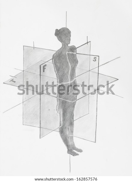 Detail Women Anatomical Planes Stock Illustration 162857576