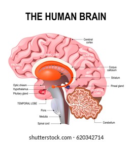 Royalty Free Brain Labelled Stock Images Photos Vectors