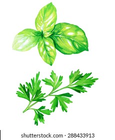 Detailed Botanical Drawing Of A Parsley And Basil Leaver. Watercolor Beautiful Illustration Of Culinary Herbs Used For Cooking And Garnish. 