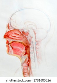 A detailed colour drawing of the upper repiratory tract together with the oral cavity and tongue and trachea