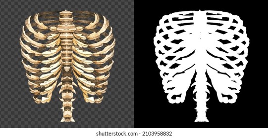 Detailed Graphic Realistic Human Human Ribs Stock Illustration 2103958832