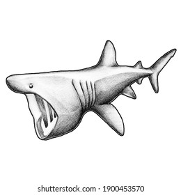 Detailed Hand Drawn Basking Shark Stock Illustration 1900453570 ...