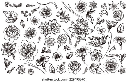 Detailed hand drawn flower and leaf set