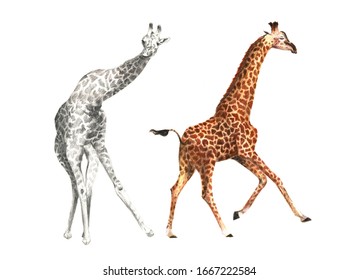 Detailed, Hand Drawn Illustration 
Of A Sketch Of A Giraffe In Various 
Poses, Dynamics, Black And White 
And Color ,isolated 
On A White Background With 
A Simple Pencil, Wild, Wildlife, 
Africa, Zoo