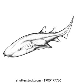 59 Nurse shark Stock Illustrations, Images & Vectors | Shutterstock