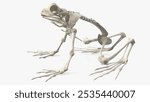 Detailed illustration of a frog skeleton showcasing intricate bone structure and amphibian anatomy, ideal for scientific, educational, or artistic purposes.