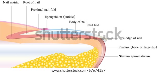 Detailed Nail Anatomy On White Background Stock Illustration 67674157