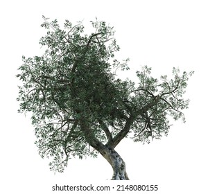 Detailed olive tree with green leaves isolated on white, 3D Illustration.