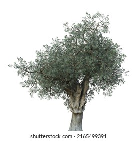 Detailed olive tree with green leaves isolated on white, 3D Illustration.