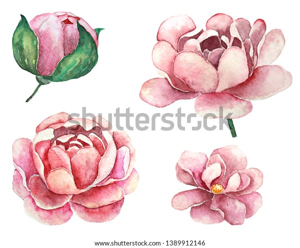 Detailed Realistic Botanical Clip Art Watercolor Stock Illustration ...