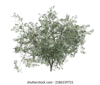 Detailed small olive tree with green leaves isolated on white, 3D Illustration.