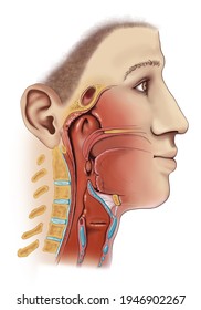 The Device Of The Larynx. Anatomical Table. Anatomy, Digestive Tract. 