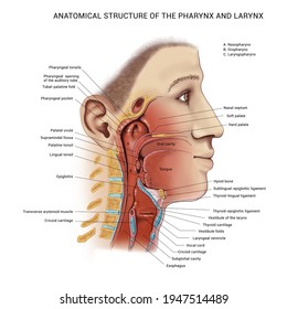 The Device Of The Larynx. Anatomical Table. Anatomy, Digestive Tract. Description. Terms. 