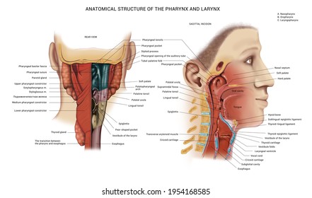 The Device Of The Larynx. Anatomical Table. Anatomy, Digestive Tract. Description. Terms. 