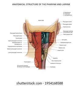 The Device Of The Larynx. Anatomical Table. Anatomy, Digestive Tract. Description. Terms. 