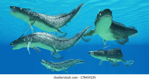 Devonian Xenacanthus Fish - Xenacanthus Is A Prehistoric Shark From The Devonian And Triassic Periods Of Earth's History.