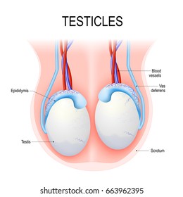 Diagram of an adult human testicles