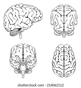 A Diagram Of A Brain From The Top Side Front And Back In Outline