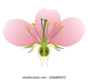 34,130 Plant reproduction Images, Stock Photos & Vectors | Shutterstock