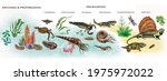 Diagram of the development of life in the Archean, Proterozoic and Paleozoic eras, geologic timeline illustration, evolution of living forms, the emergence of creatures in water and on land